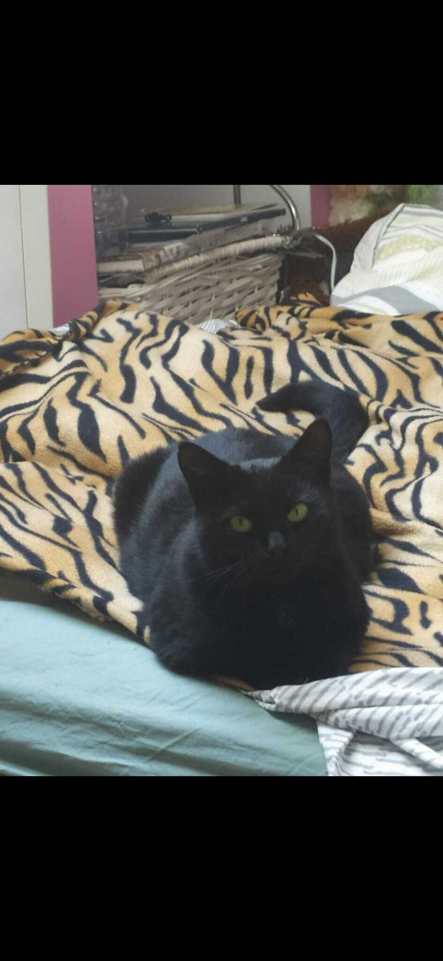 CHAT PERDU